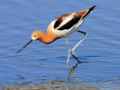 Шилоклювка фото (Recurvirostra avosetta) - изображение №1025 onbird.ru.<br>Источник: www.allaboutbirds.org